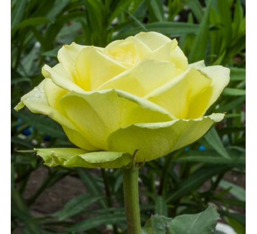 Роза Лимбо (Limbo) 